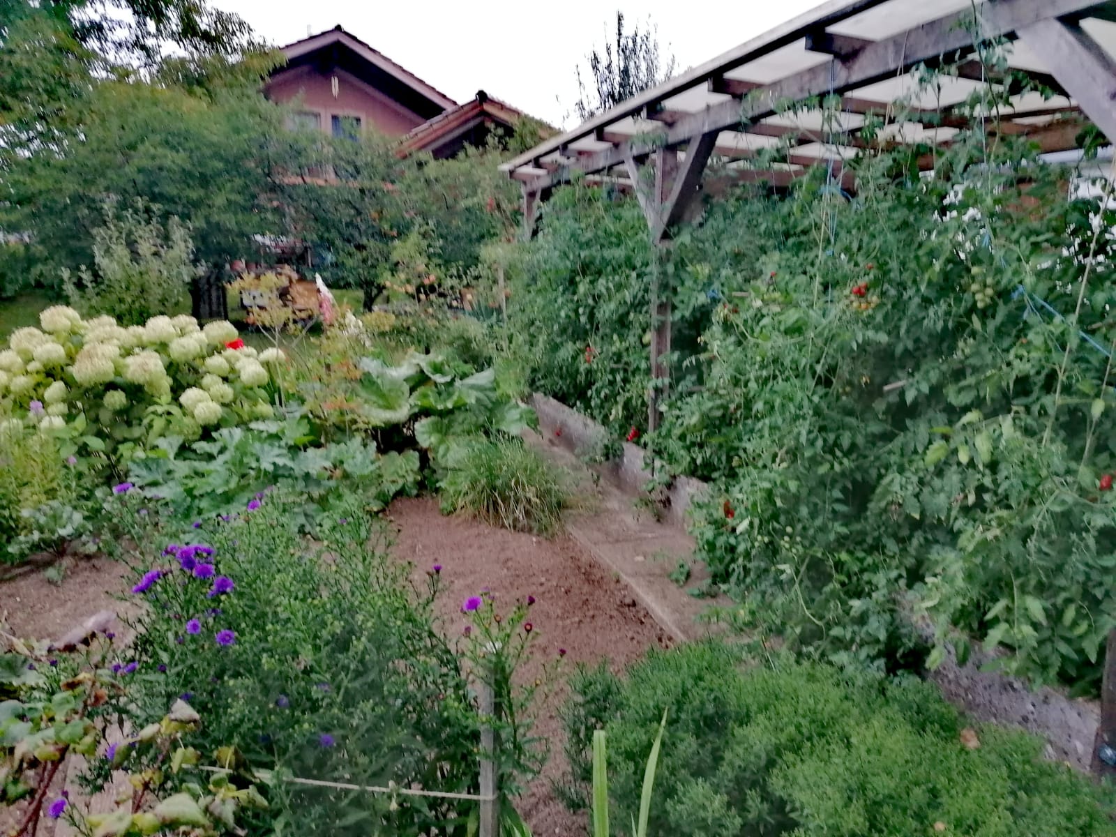 Gartenratsch